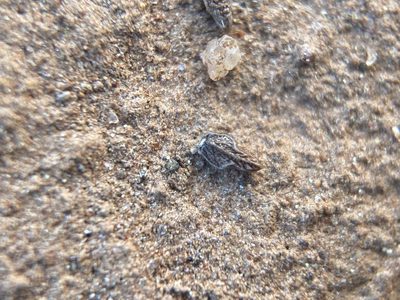 Plagiobothrys stipitatus, photographed by Matt Berger