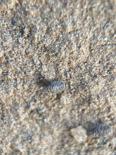 Plagiobothrys stipitatus, photographed by Matt Berger