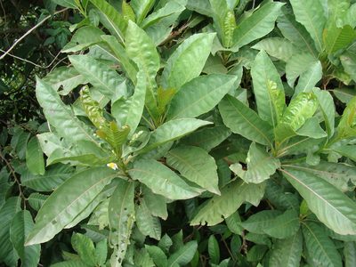 Saurauia yasicae, photographed by Alexis López Hernández