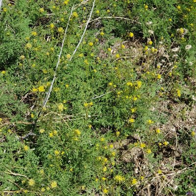 Descurainia pinnata, photographed by Dan Horowitz