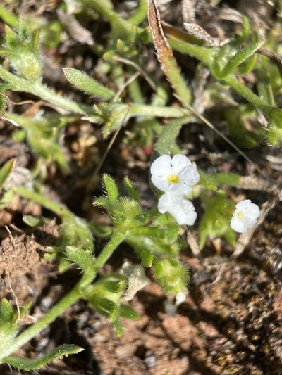Plagiobothrys scriptus, photographed by Matt Berger