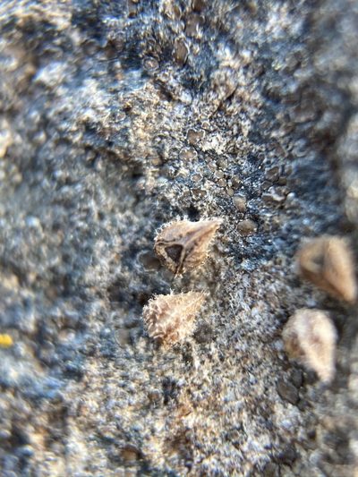 Plagiobothrys scriptus, photographed by Matt Berger