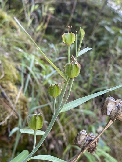Fritillaria eastwoodiae, photographed by Matt Berger