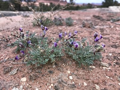 Astragalus desperatus, photographed by Robbie Hannawacker