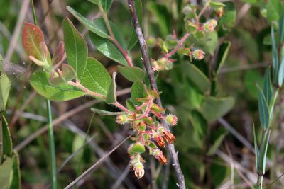 Gaylussacia mosieri, photographed by Lauren McLaurin