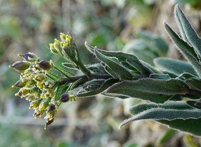 Camelina microcarpa, photographed by Patrick Hacker
