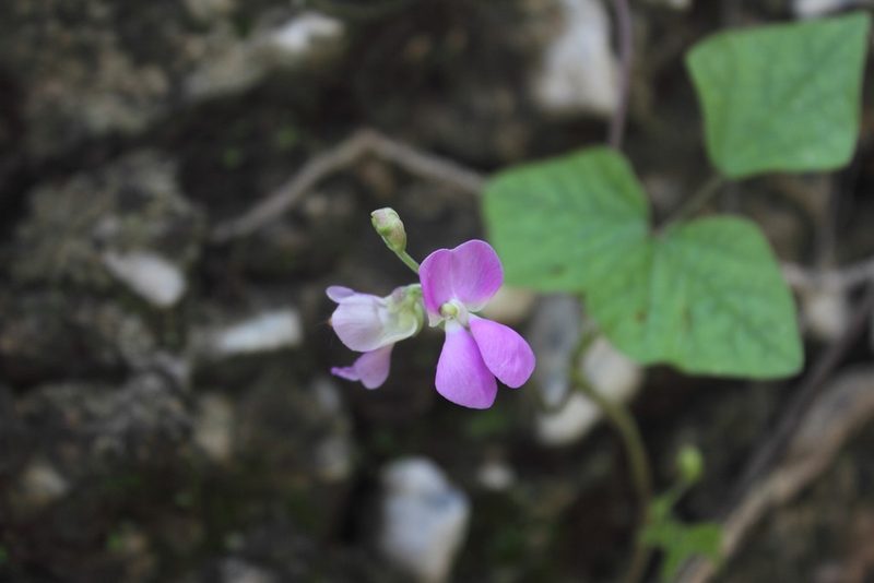 Phaseolus ritensis, photographed by Juan Cruzado Cortés