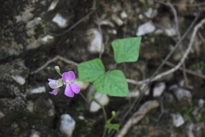 Phaseolus ritensis, photographed by Juan Cruzado Cortés