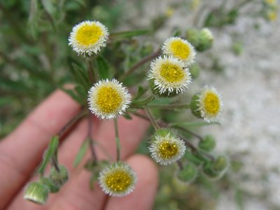Conyza laevigata, photographed by Alexis López Hernández