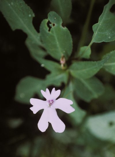 Impatiens kinabaluensis, photographed by desertnaturalist