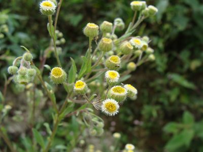 Conyza laevigata, photographed by Alexis López Hernández