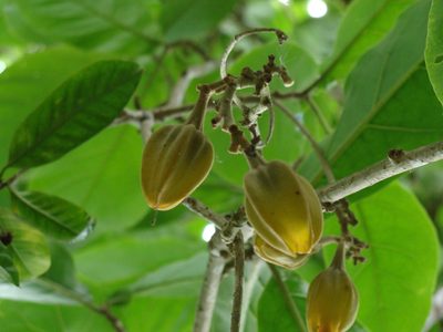 Juanulloa mexicana, photographed by Alexis López Hernández