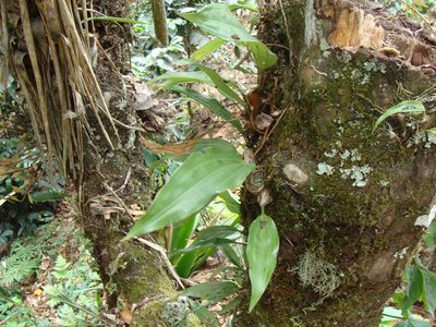 Stanhopea saccata, photographed by Alexis López Hernández