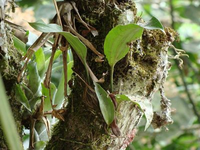 Stanhopea saccata, photographed by Alexis López Hernández