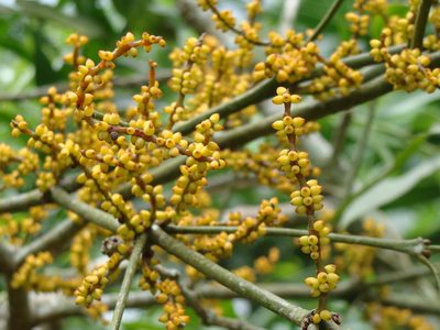 Phoradendron aurantiacum, photographed by Alexis López Hernández