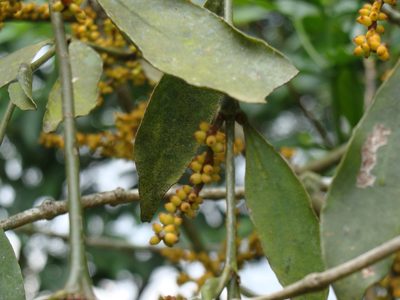 Phoradendron aurantiacum, photographed by Alexis López Hernández