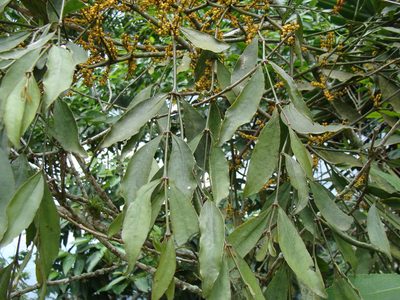 Phoradendron aurantiacum, photographed by Alexis López Hernández