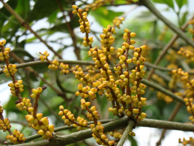 Phoradendron aurantiacum, photographed by Alexis López Hernández