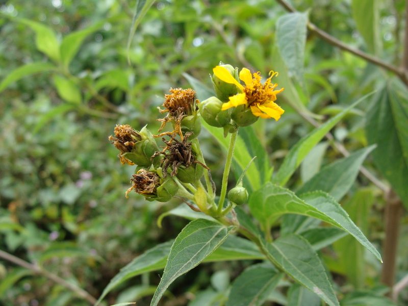 Perymenium ghiesbreghtii, photographed by Alexis López Hernández