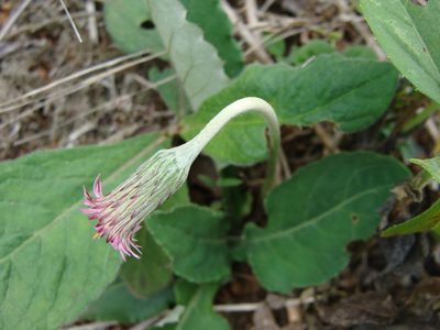 Chaptalia nutans, photographed by Alexis López Hernández