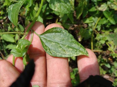 Fleischmannia matudae, photographed by Alexis López Hernández