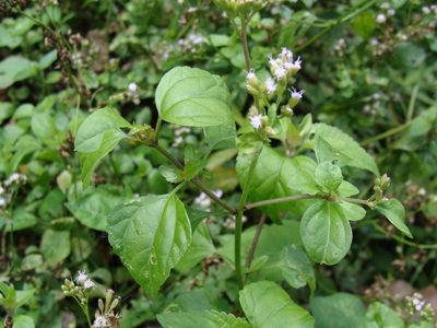 Fleischmannia matudae, photographed by Alexis López Hernández