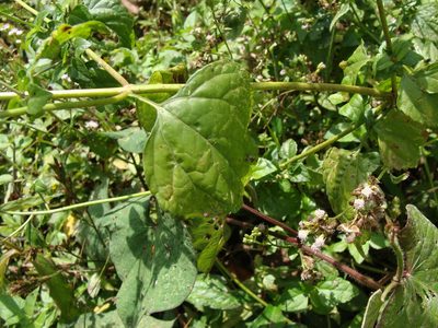Fleischmannia matudae, photographed by Alexis López Hernández