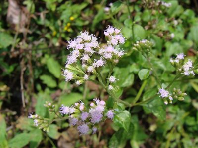 Fleischmannia matudae, photographed by Alexis López Hernández