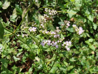 Fleischmannia matudae, photographed by Alexis López Hernández