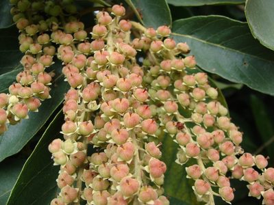 Clethra mexicana, photographed by Alexis López Hernández