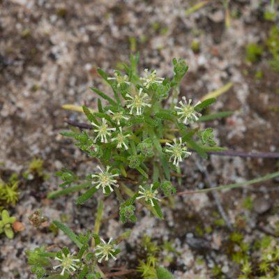 Millotia muelleri, photographed by Kym Nicolson