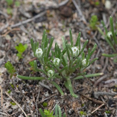 Blennospora drummondii, photographed by Kym Nicolson