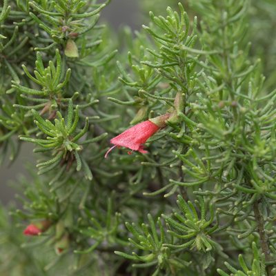 Prostanthera aspalathoides, photographed by Kym Nicolson