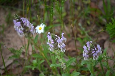 Brazoria truncata, photographed by Wes Copas