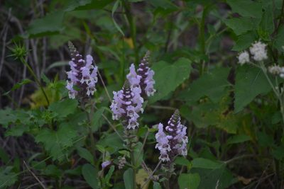 Brazoria truncata, photographed by Wes Copas