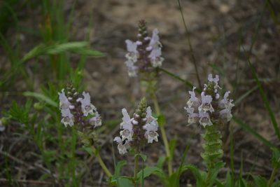 Brazoria truncata, photographed by Wes Copas
