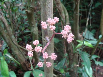 Urera elata, photographed by Alexis López Hernández