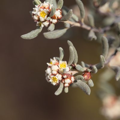 Spyridium subochreatum, photographed by Kym Nicolson