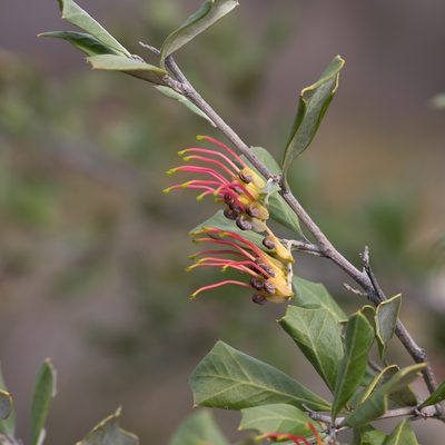 Grevillea ilicifolia, photographed by Kym Nicolson