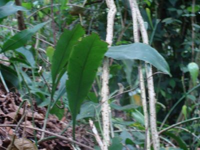 Epiphyllum oxypetalum, photographed by Alexis López Hernández