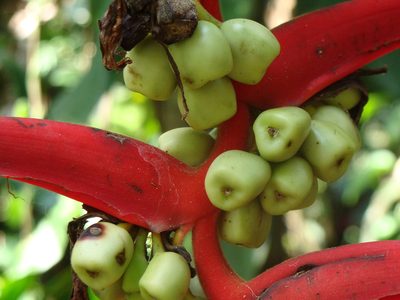 Heliconia mooreana, photographed by Alexis López Hernández