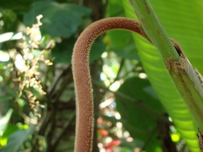 Heliconia mooreana, photographed by Alexis López Hernández