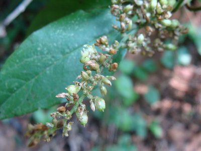 Chamissoa altissima, photographed by Alexis López Hernández