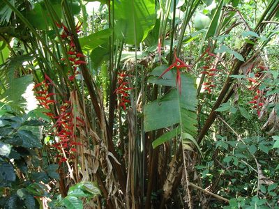 Heliconia mooreana, photographed by Alexis López Hernández