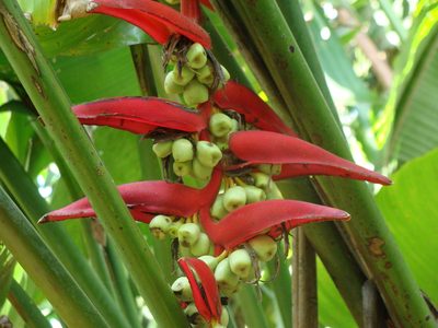 Heliconia mooreana, photographed by Alexis López Hernández