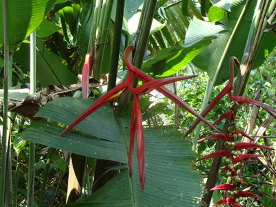 Heliconia mooreana, photographed by Alexis López Hernández