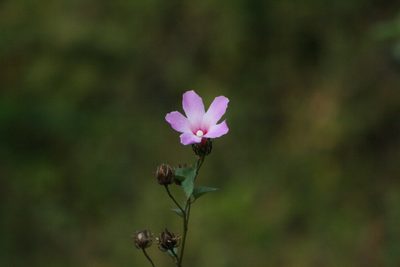 Sabdariffa costata, photographed by Tereso Hernández Morales