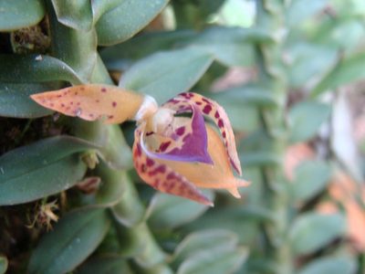 Dichaea muricatoides, photographed by Alexis López Hernández