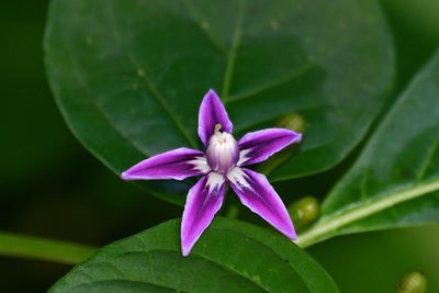 Lycianthes heteroclita, photographed by Brian Henderson