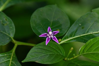 Lycianthes heteroclita, photographed by Brian Henderson